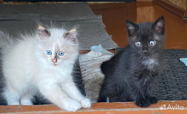 Отдам котят в добрые руки