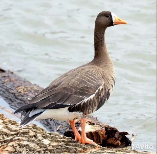 Надежный гусь для охотника (белолоб) Оптом