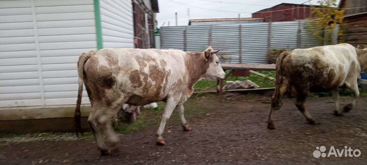 Коровы дойные молочные