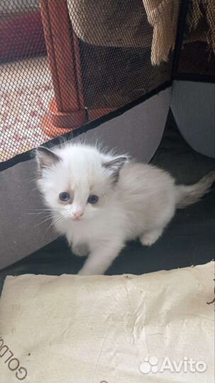 Кошки Рэгдолл