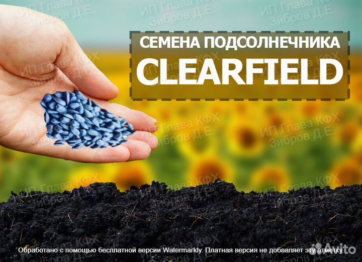 Гибриды Семена подсолнечника нсх 6009 Евролайтинг