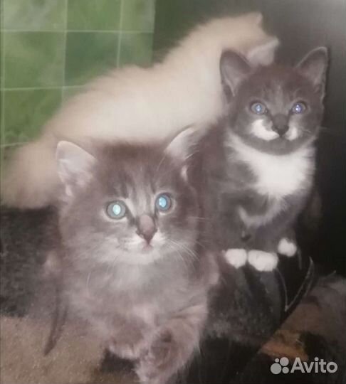 Сибирская кошка