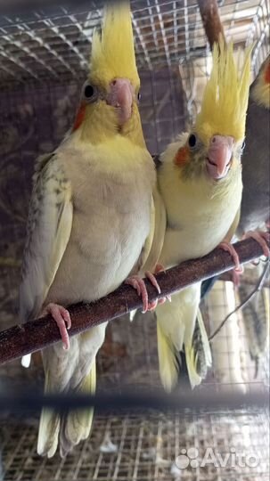 Корелла птенец