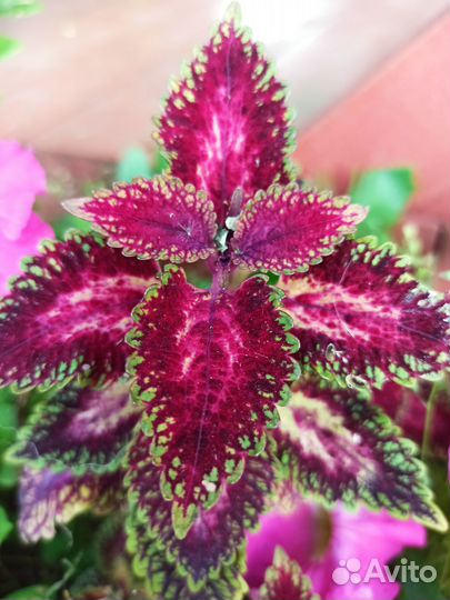 Яркие колеусы