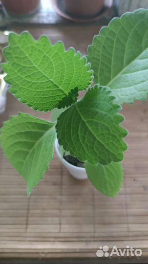 Мята домашняя-Плектрантус