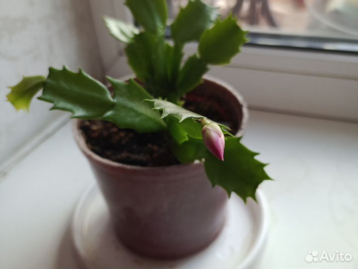 Комнатные цветы