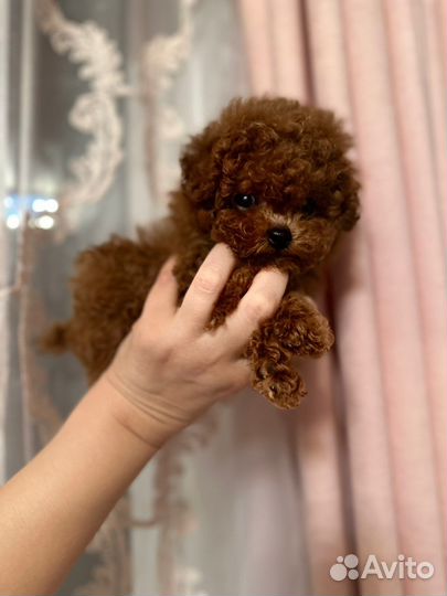 Тикап тедди пудель микро мальтипу импорт Китай