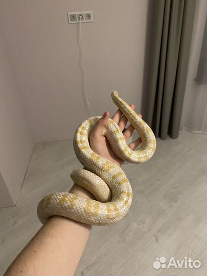 Аренда змеи