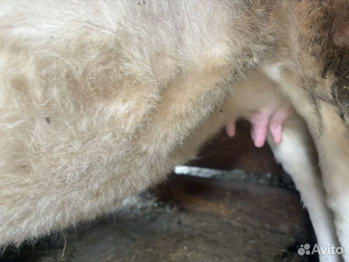 Телка стельная