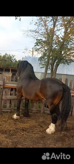 Владимирский тяжеловоз Продажа и Случка