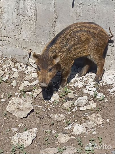 Поросята отец дикий кабан мать лондрас