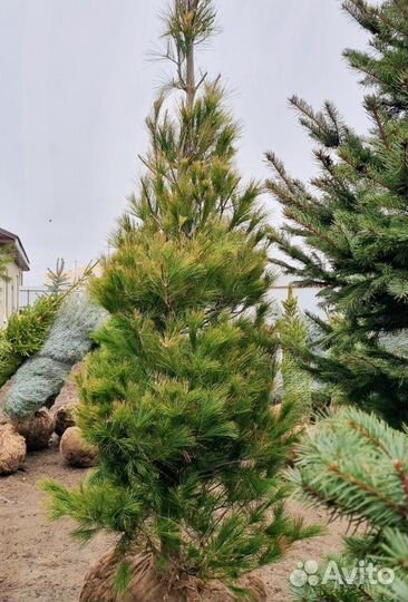 Сосна Веймутова высотой 2,5 метра