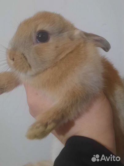 Крольчата 1-3мес
