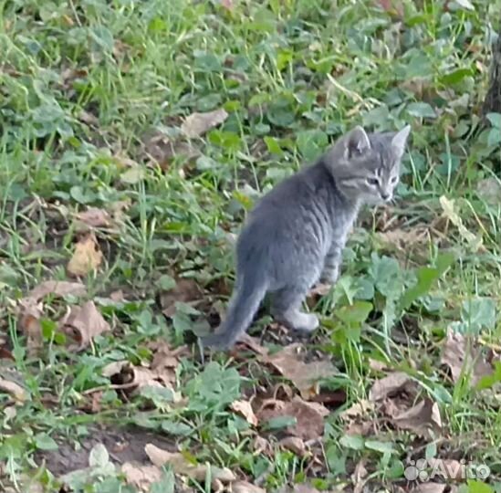 Котенок, мальчик