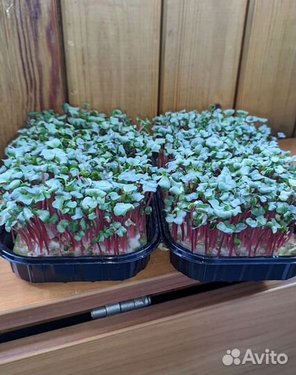 Микрозелень