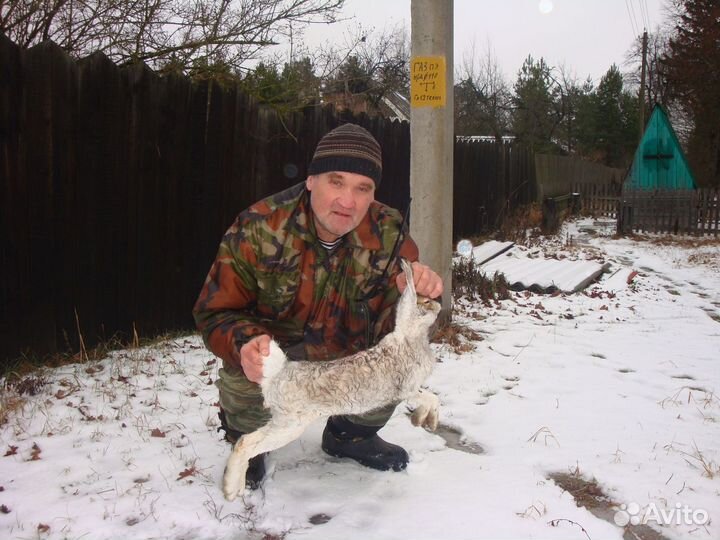 Щенки Русской Гончей