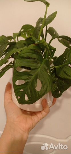 Монстера Адансона