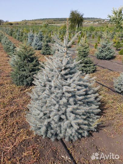Ель голубая глаука питомник