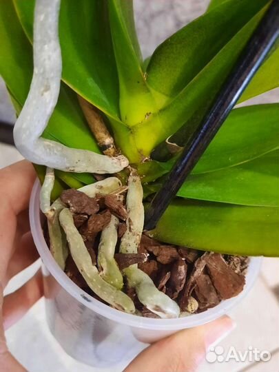 Орхидея фаленопсис