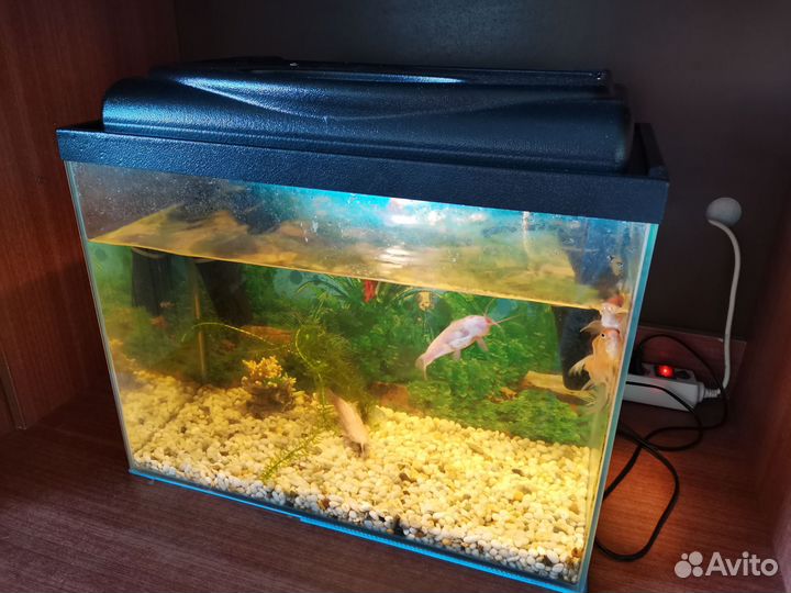 Аквариум с рыбками