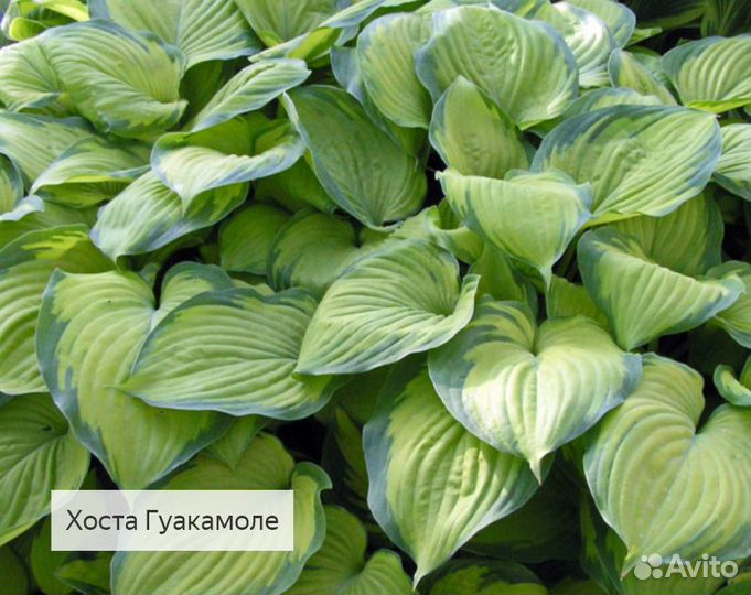 Хосты сортовые