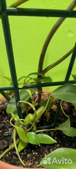 Филодендрон краснеющий