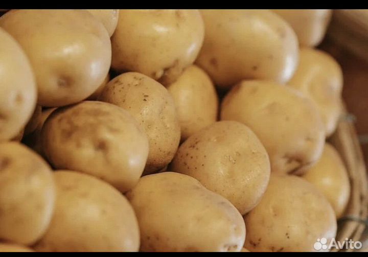 Семенной картофель