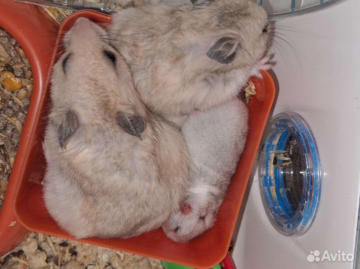 Сирийские хомячки