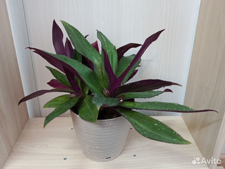 Традесканция рео