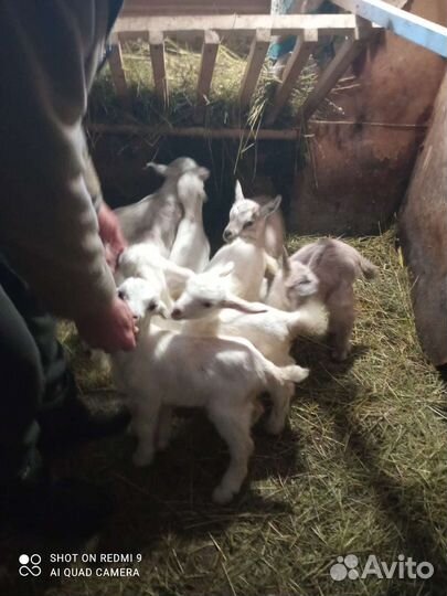 Коза дойная, козлята