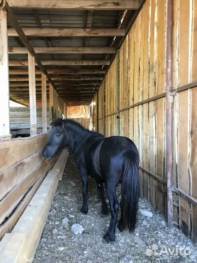 Пони жеребец