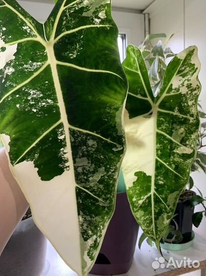 Алоказия Micholitziana var.(Мишольца) или Frydek v