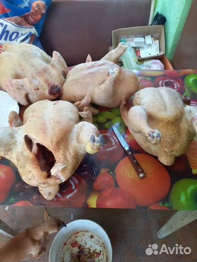 Тушки бройлеры домашние