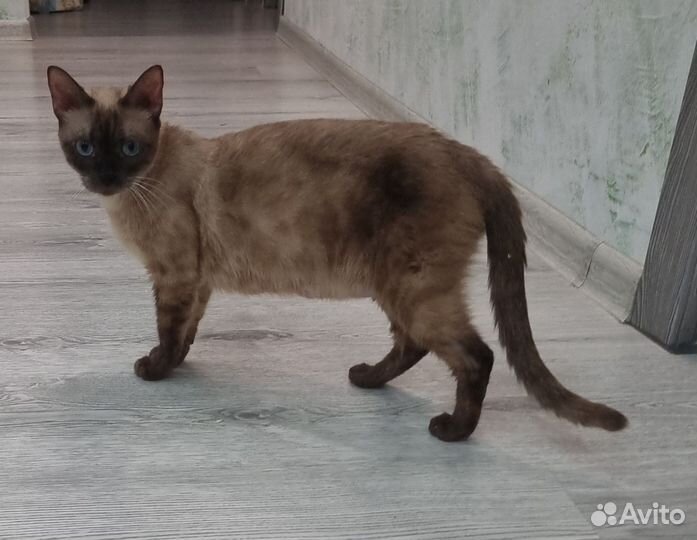 Бенгалка в добрые ручки