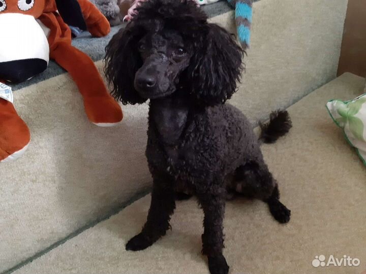 Пудель вязка