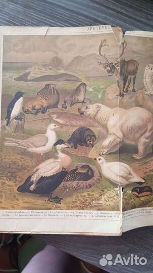 8 антикварных книг одним лотом