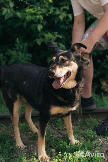 Собака-компаньон Машка в добрые руки