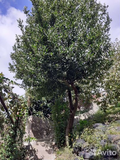 Лавровый лист