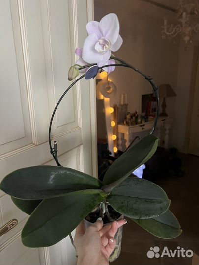 Орхидея, каскадная, цветет, в наличии