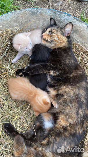 Котята в добрые руки