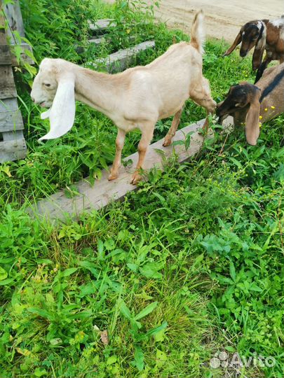 Продаются Камори-Нубийские козочки