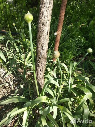 Лук декоративный