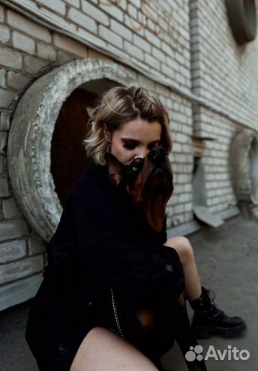 Доберман для фотосессии