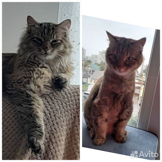 Стрижка собак и кошек