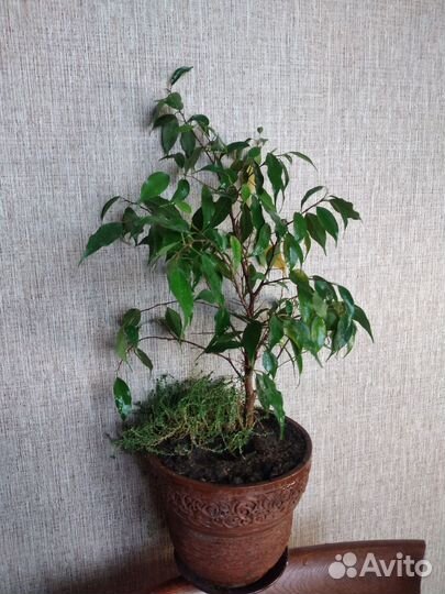 Бенджамина