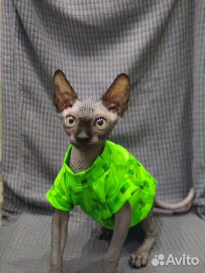 Одежда для сфинкса