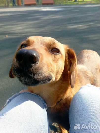 Ветеринарные услуги, передержка животных