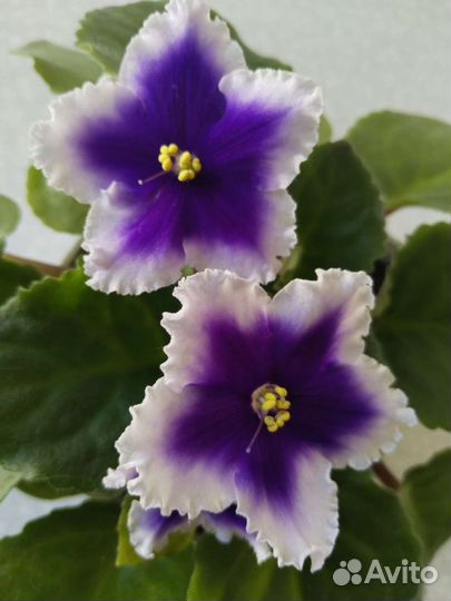 Цветущая фиалка