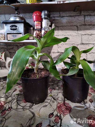 Растение золотой ус