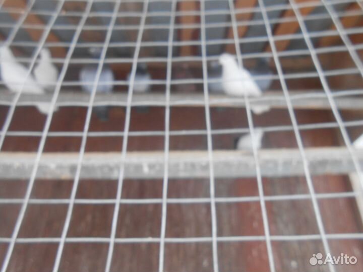 Г О Л У Б И домашние